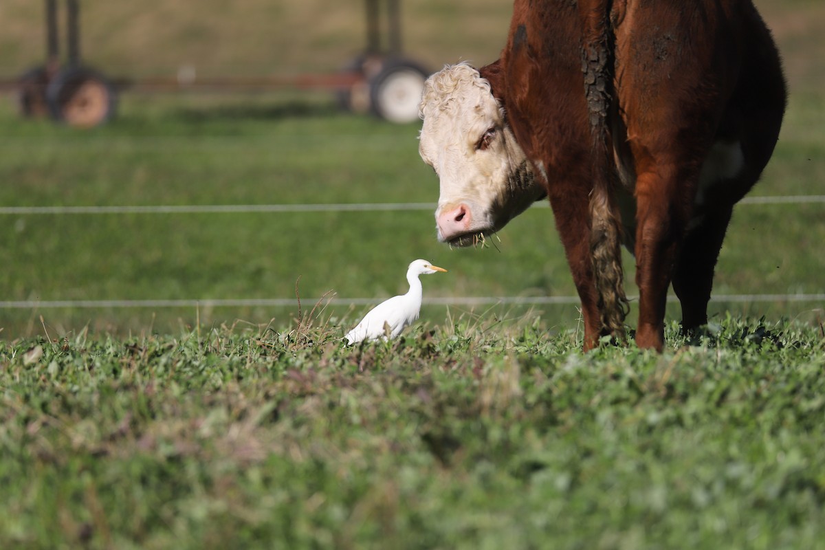 Western Cattle-Egret - ML645284558