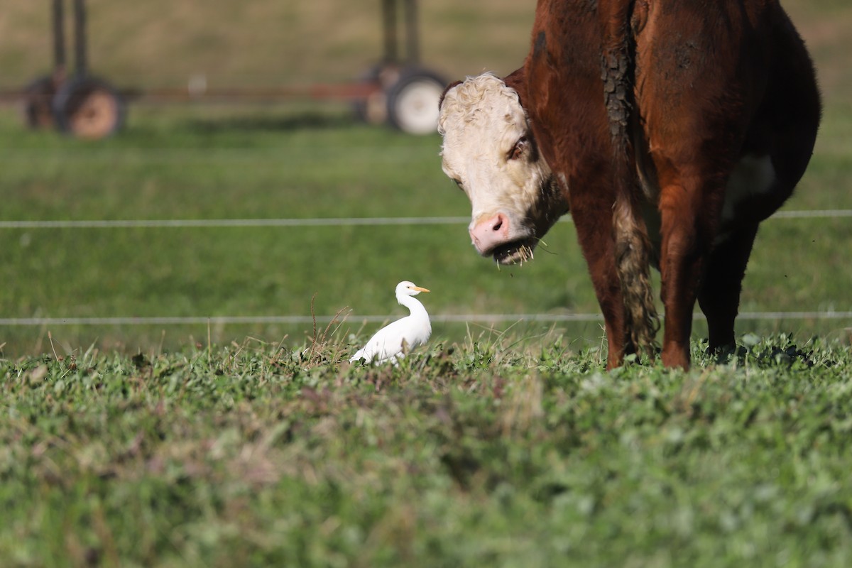 Western Cattle-Egret - ML645284559