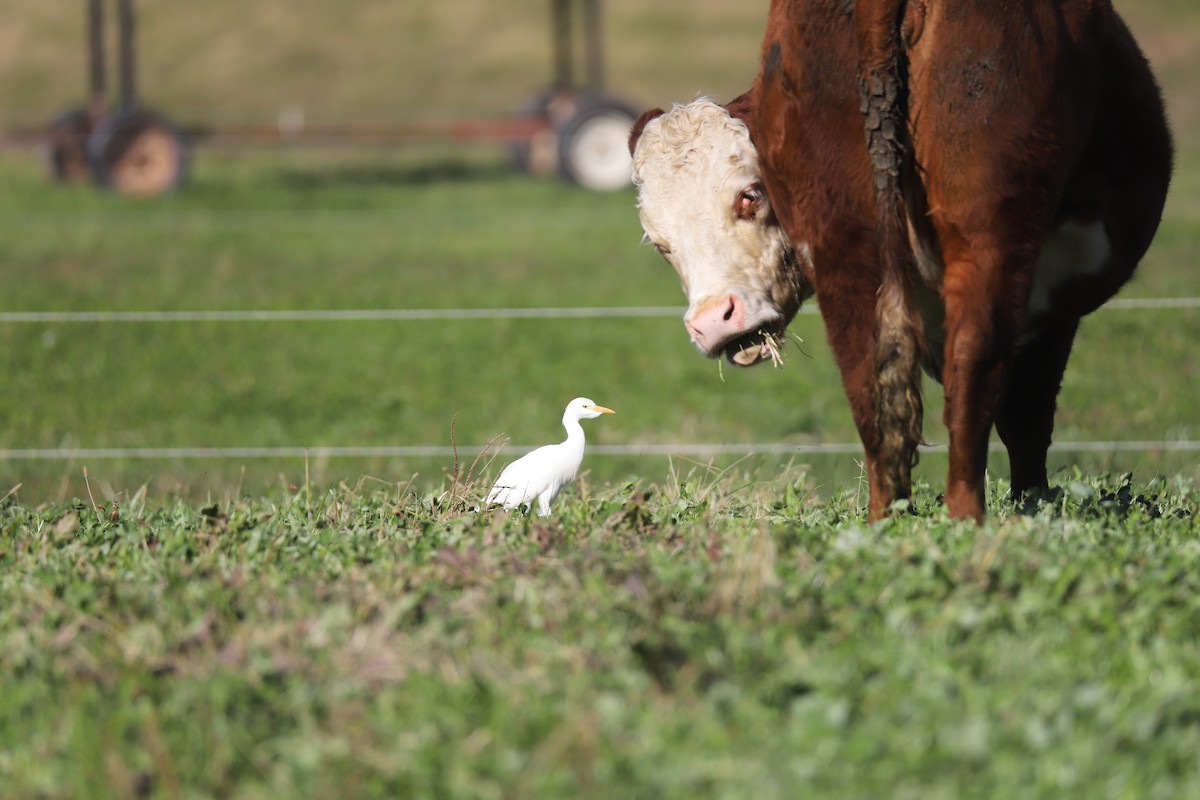 Western Cattle-Egret - ML645284560