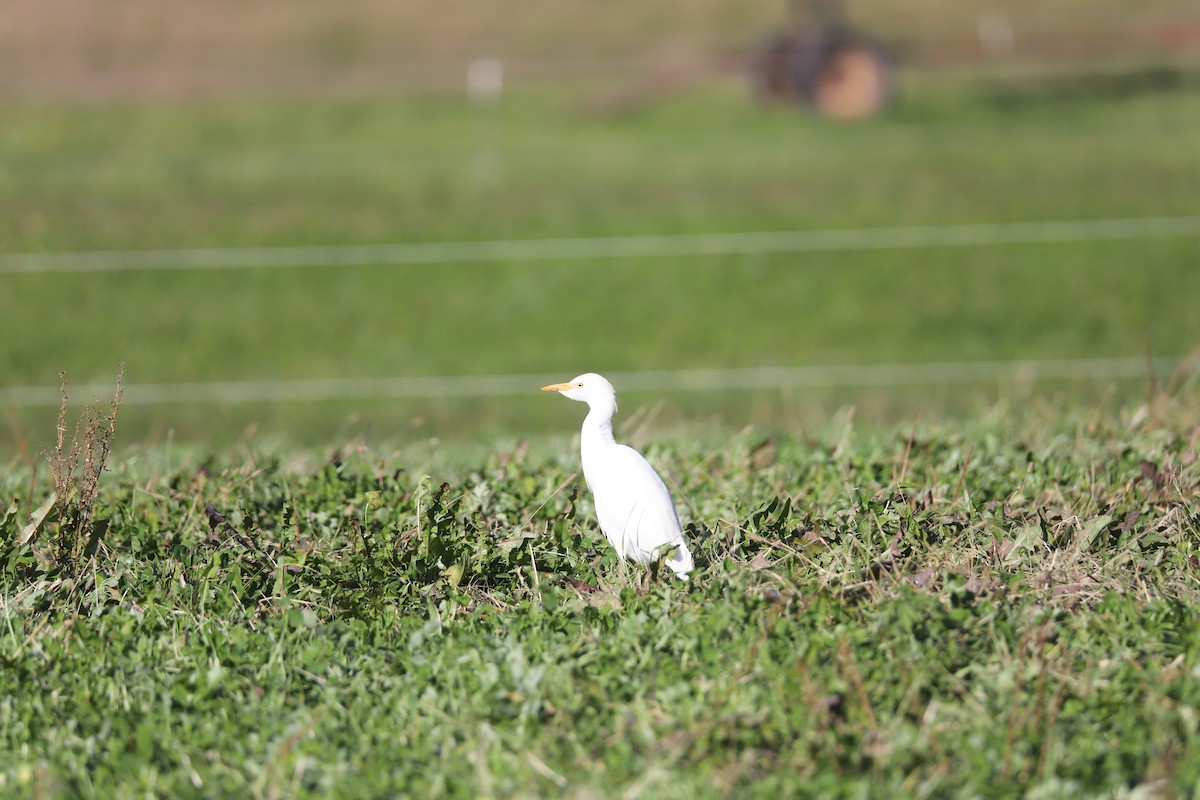 Western Cattle-Egret - ML645284561