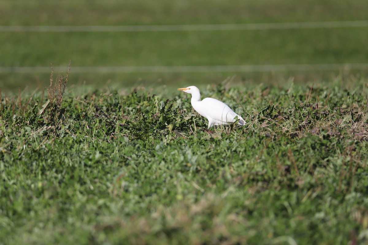 Western Cattle-Egret - ML645284565