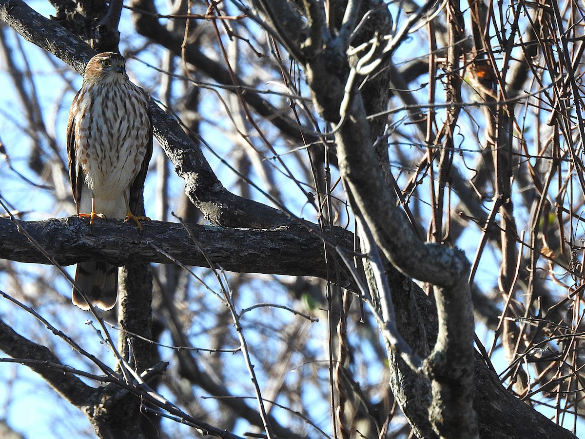 Sharp-shinned Hawk (Northern) - ML645284577