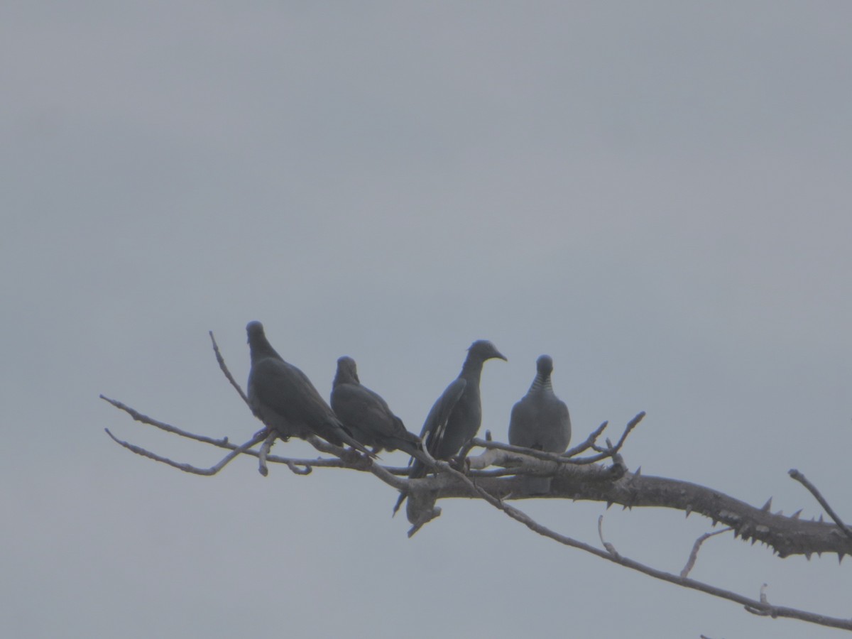 White-crowned Pigeon - ML645284602
