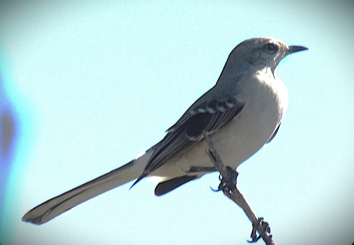 Northern Mockingbird - ML645284603