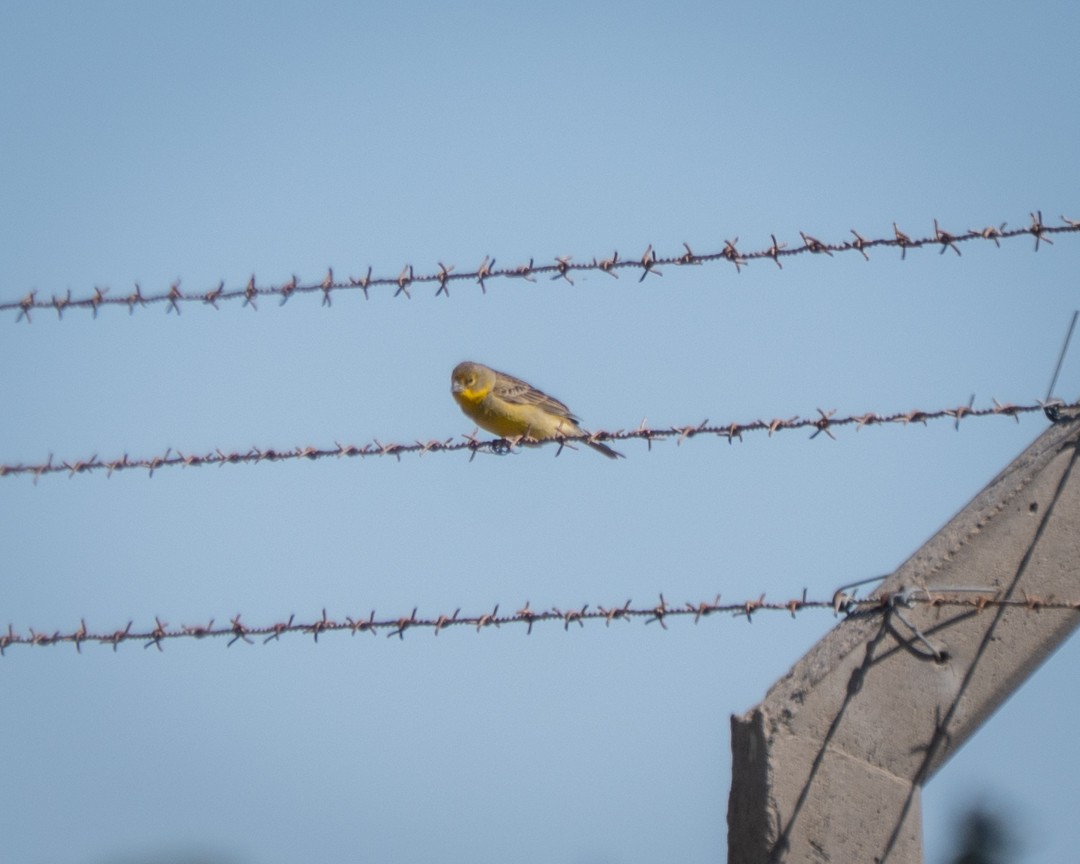 Короткоклювый зерноед - ML645284604