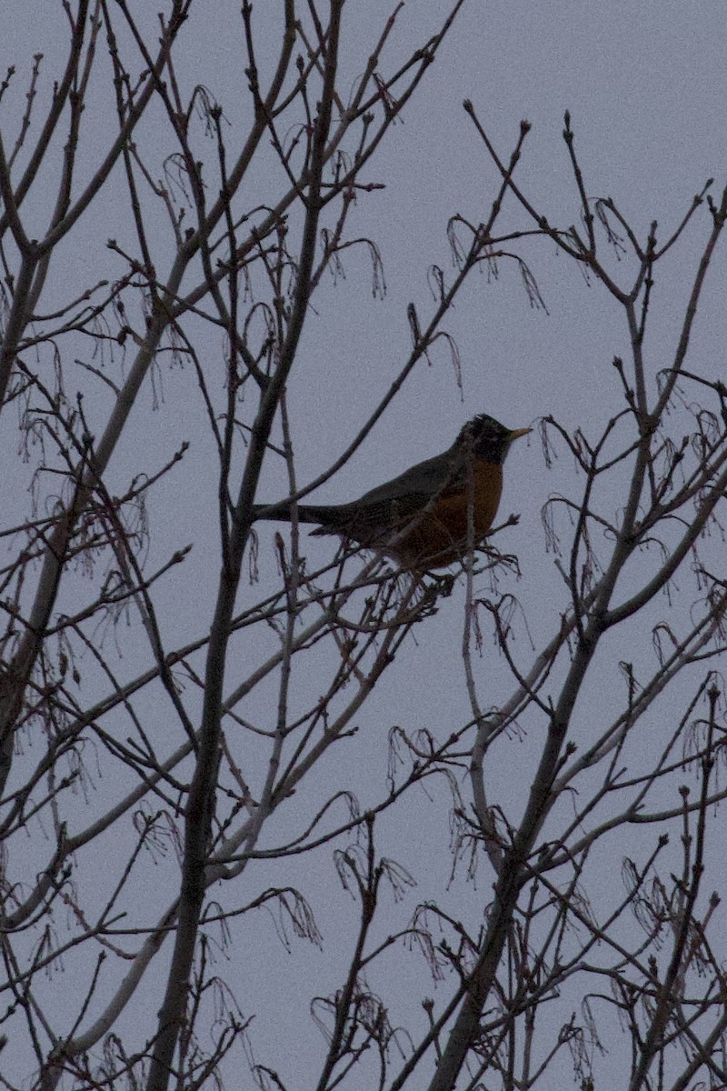 American Robin - ML645284605