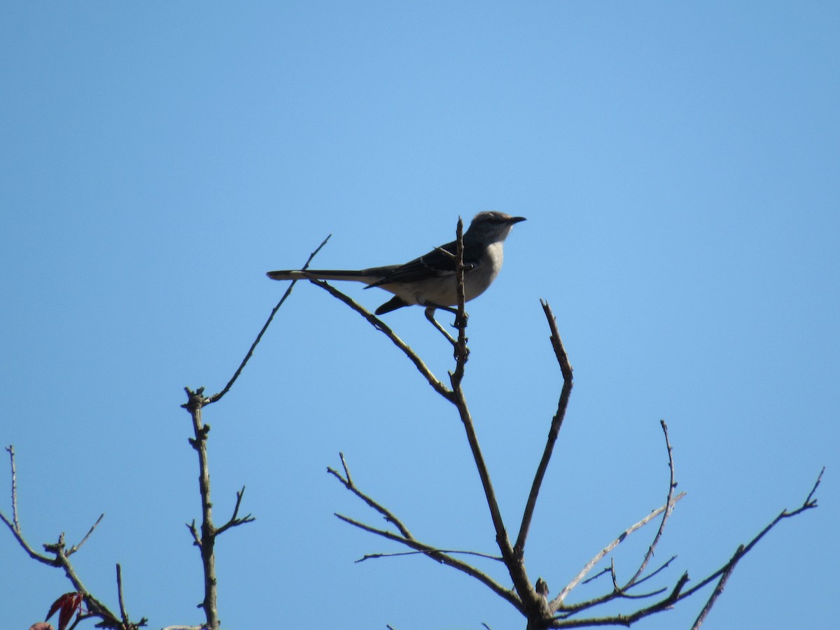 Northern Mockingbird - ML645284606