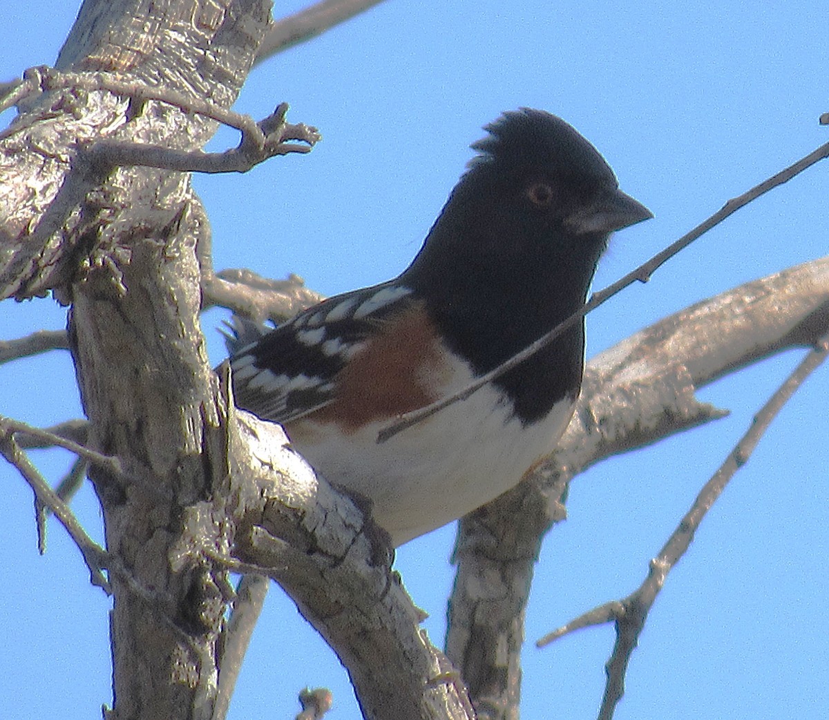 Spotted Towhee - ML645284618