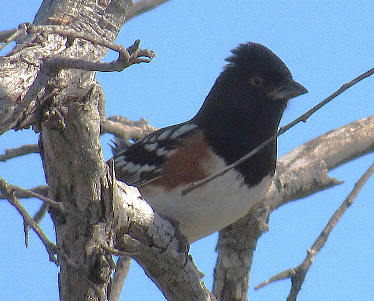 Spotted Towhee - ML645284624