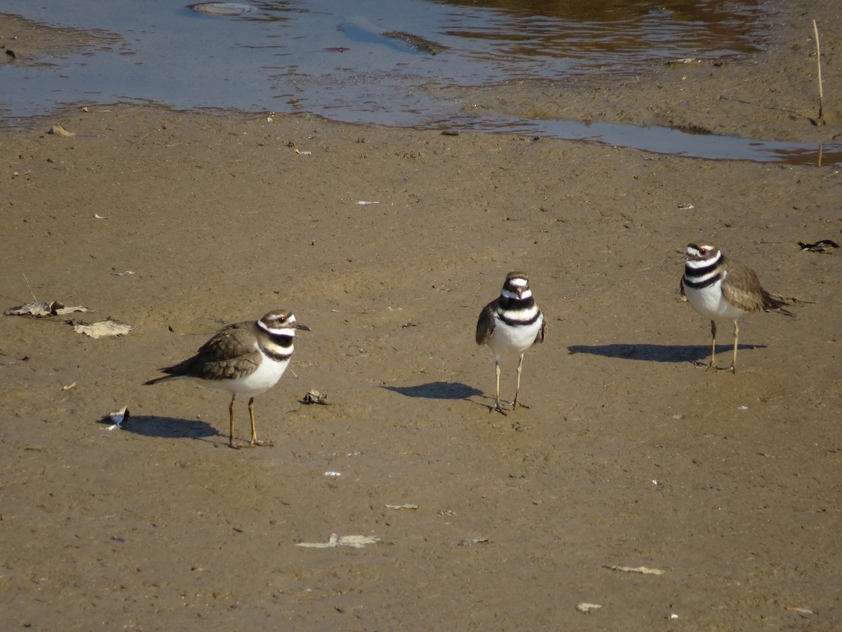 Killdeer - ML645284625