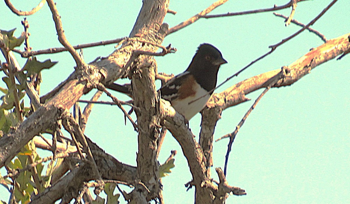 Spotted Towhee - ML645284627