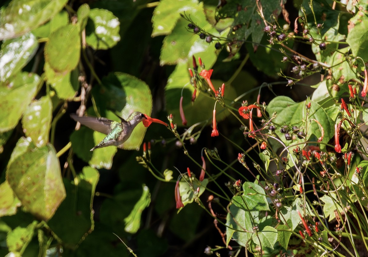 Colibrí Gorjirrubí - ML645284628