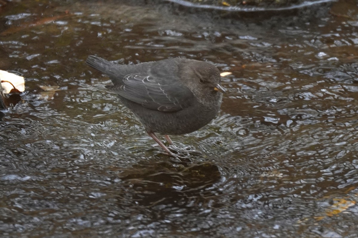 Ur-zozo iparramerikarra - ML645284633