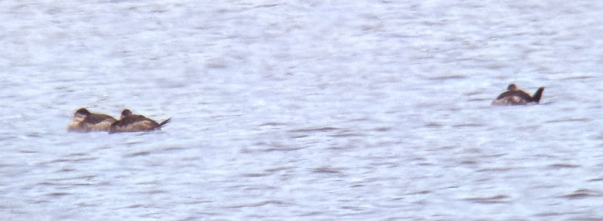 Ruddy Duck - ML645284636