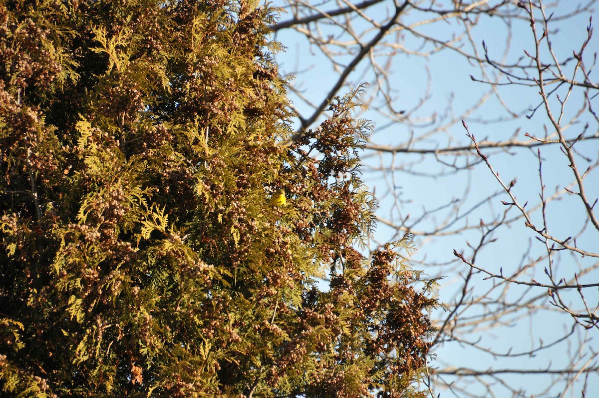 Prairie Warbler - ML645284640