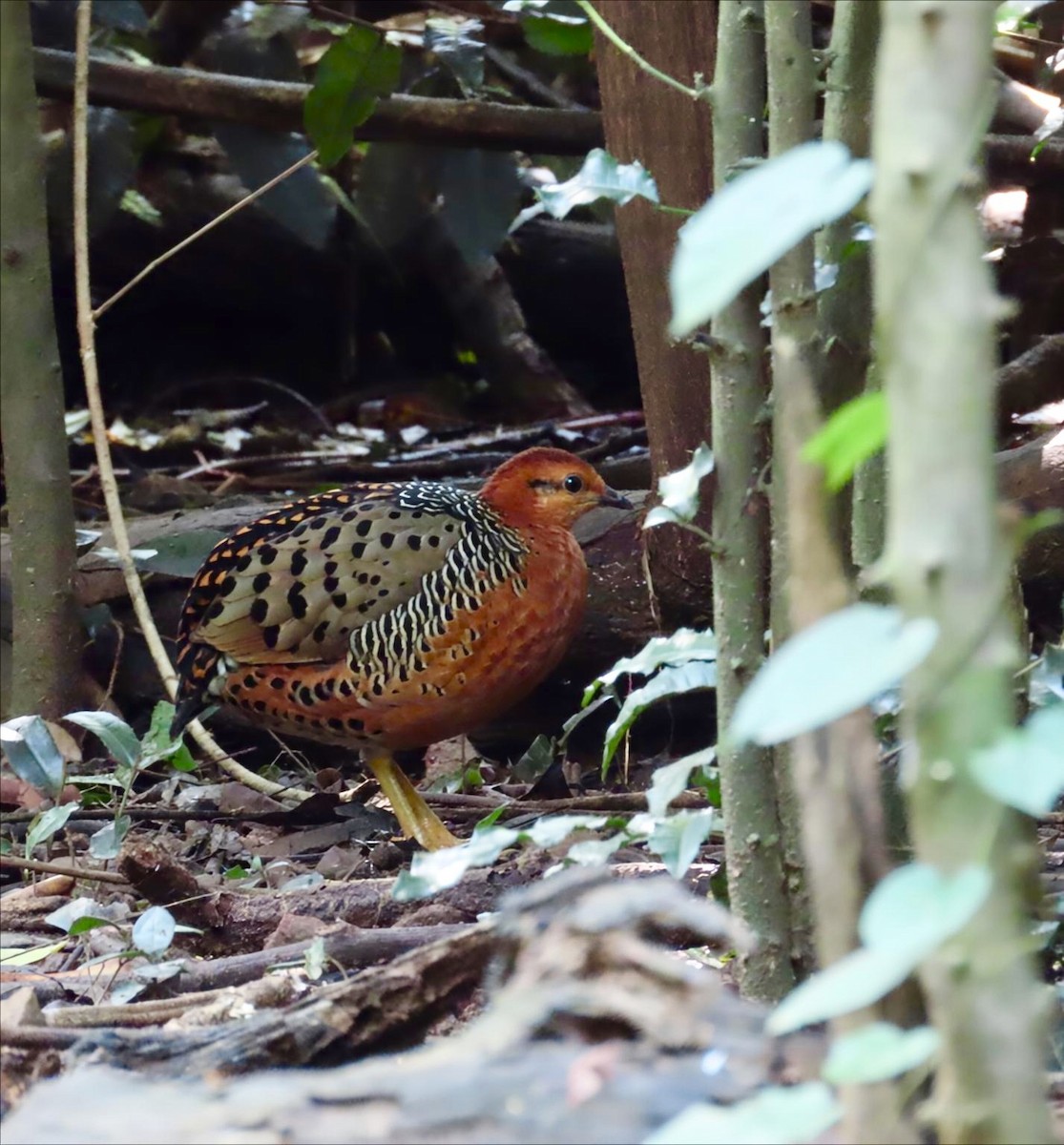 koroptev rezavá - ML645284662