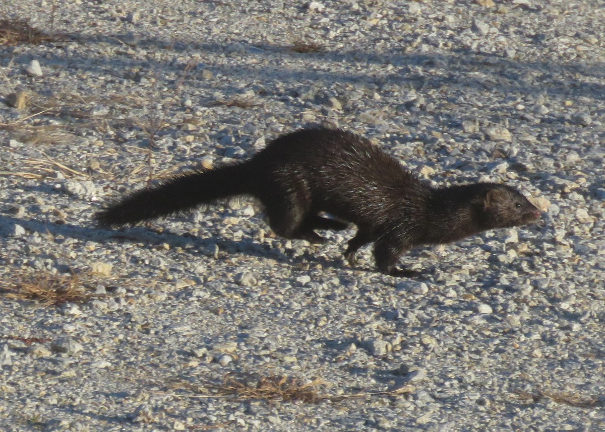American Mink - ML645284665