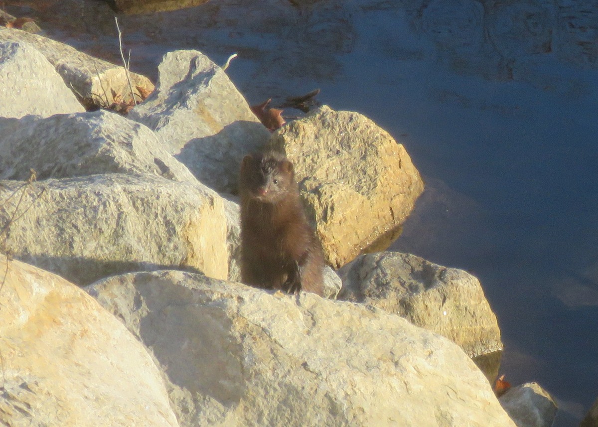 American Mink - ML645284666