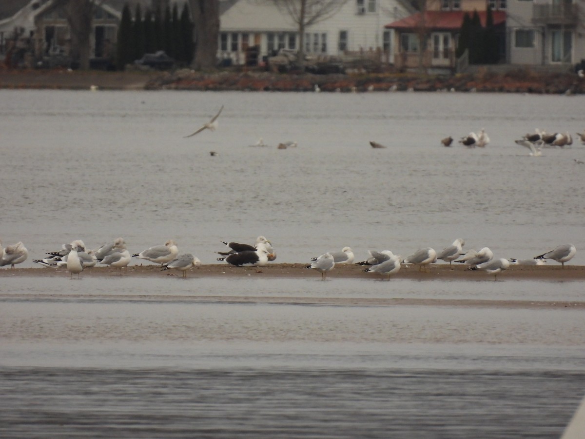 Büyük Kara Sırtlı Martı - ML645284675