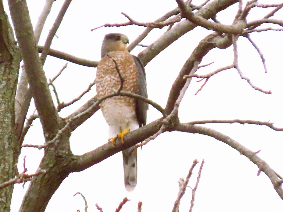 Cooper's Hawk - ML645284681