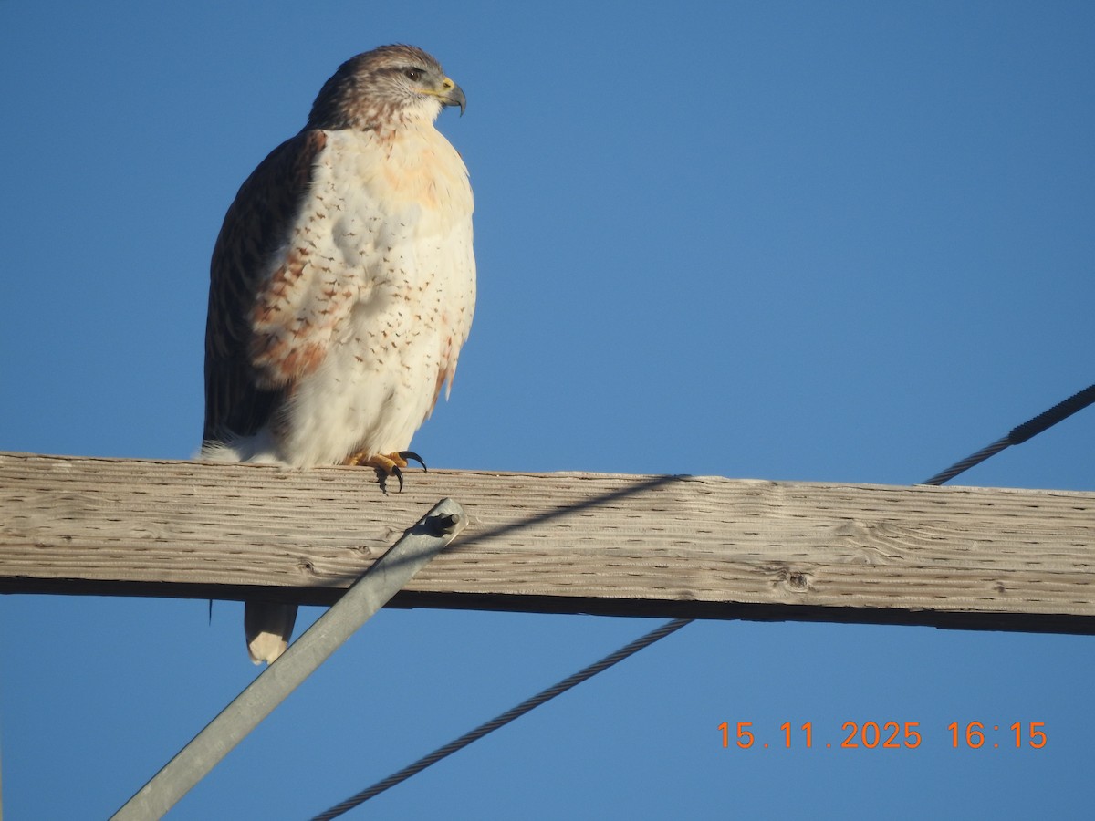 Ferruginous Hawk - ML645284688