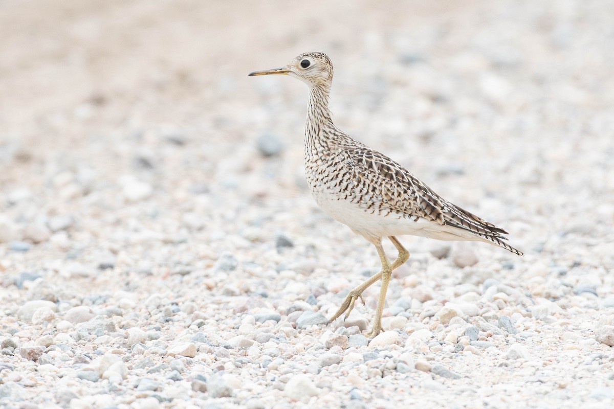 Upland Sandpiper - ML645284703