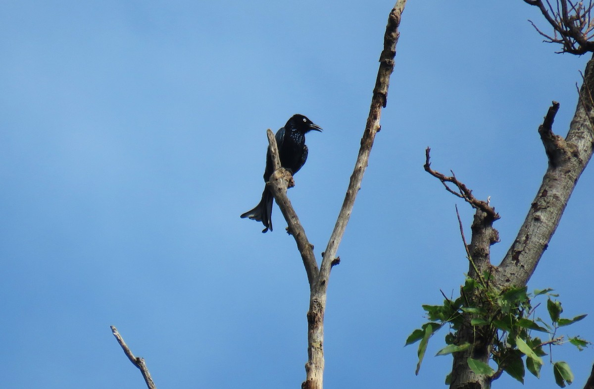 Hair-crested Drongo (White-eyed) - ML645284704