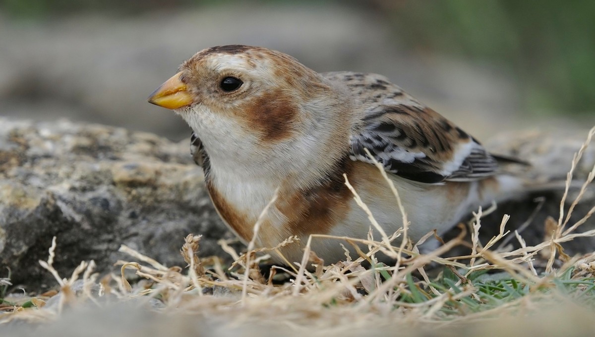 Elur-berdantza - ML645284705