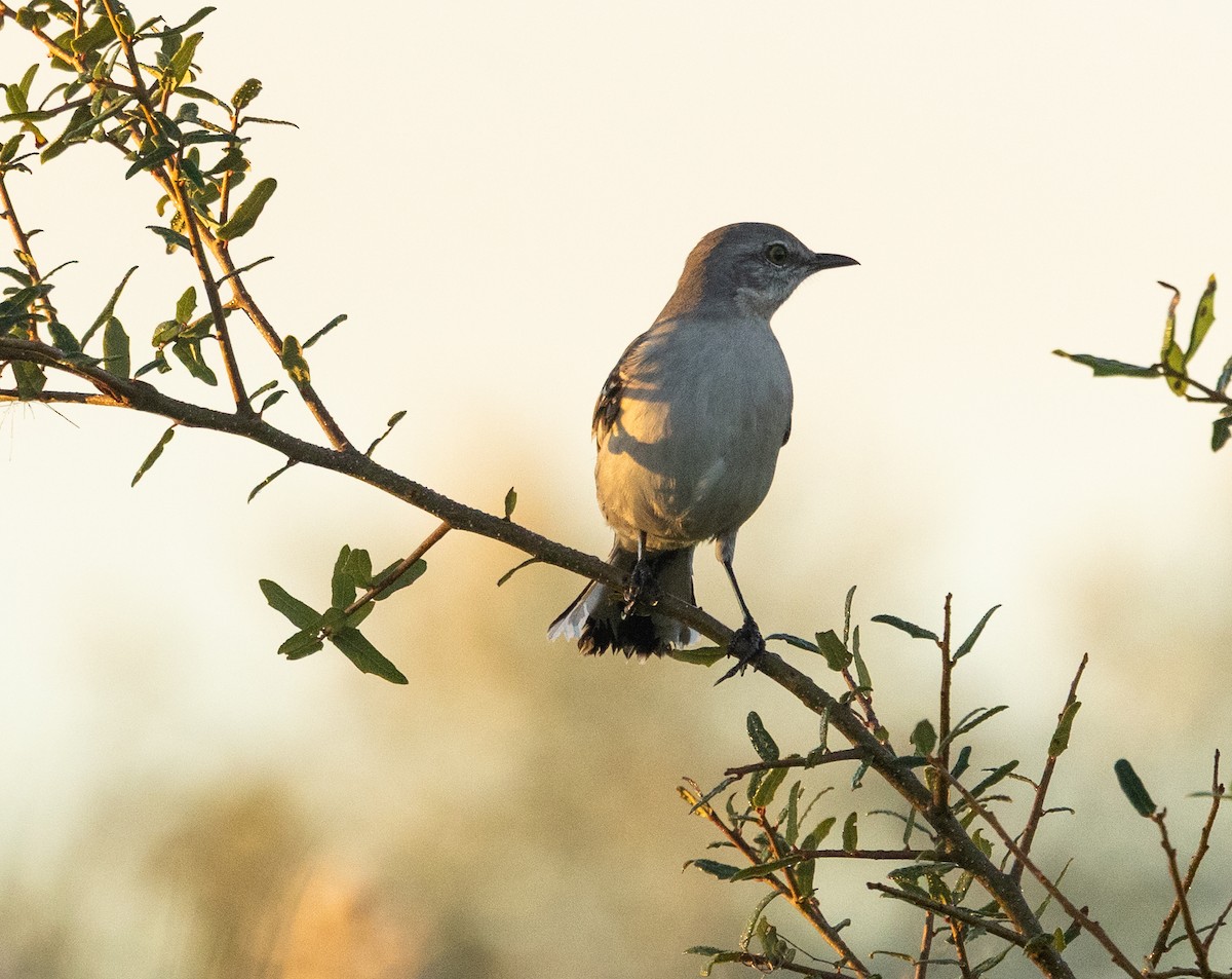 Northern Mockingbird - ML645284707