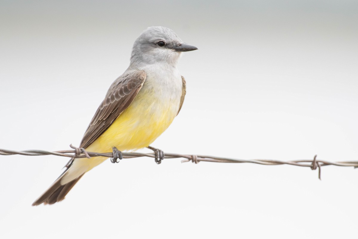 Western Kingbird - ML645284712
