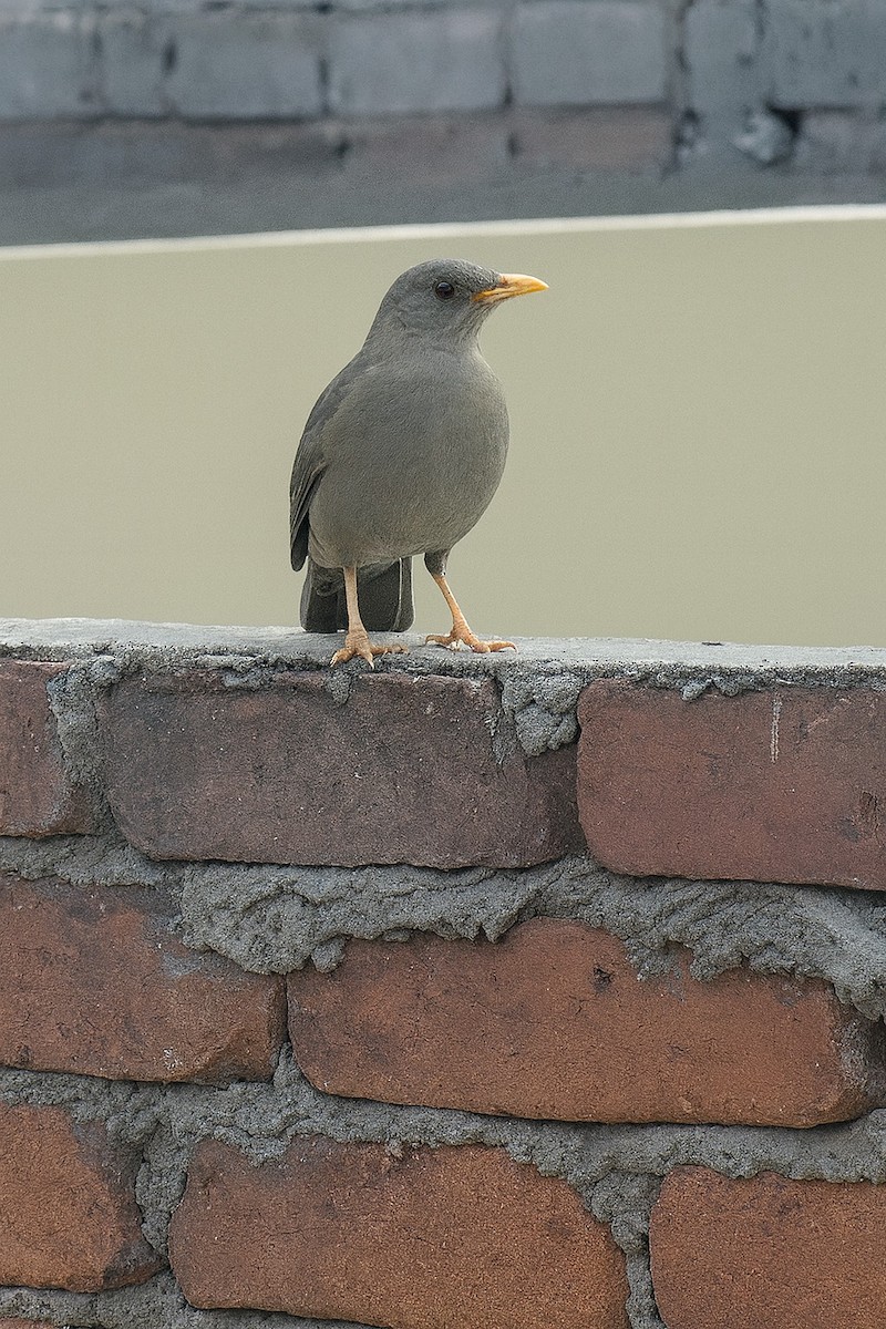 Chiguanco Thrush - ML645284717