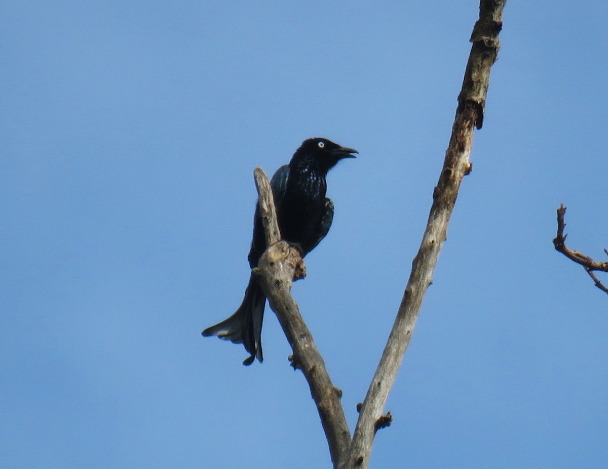 Hair-crested Drongo (White-eyed) - ML645284728