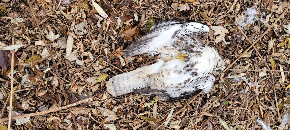 Red-tailed Hawk - ML645284737