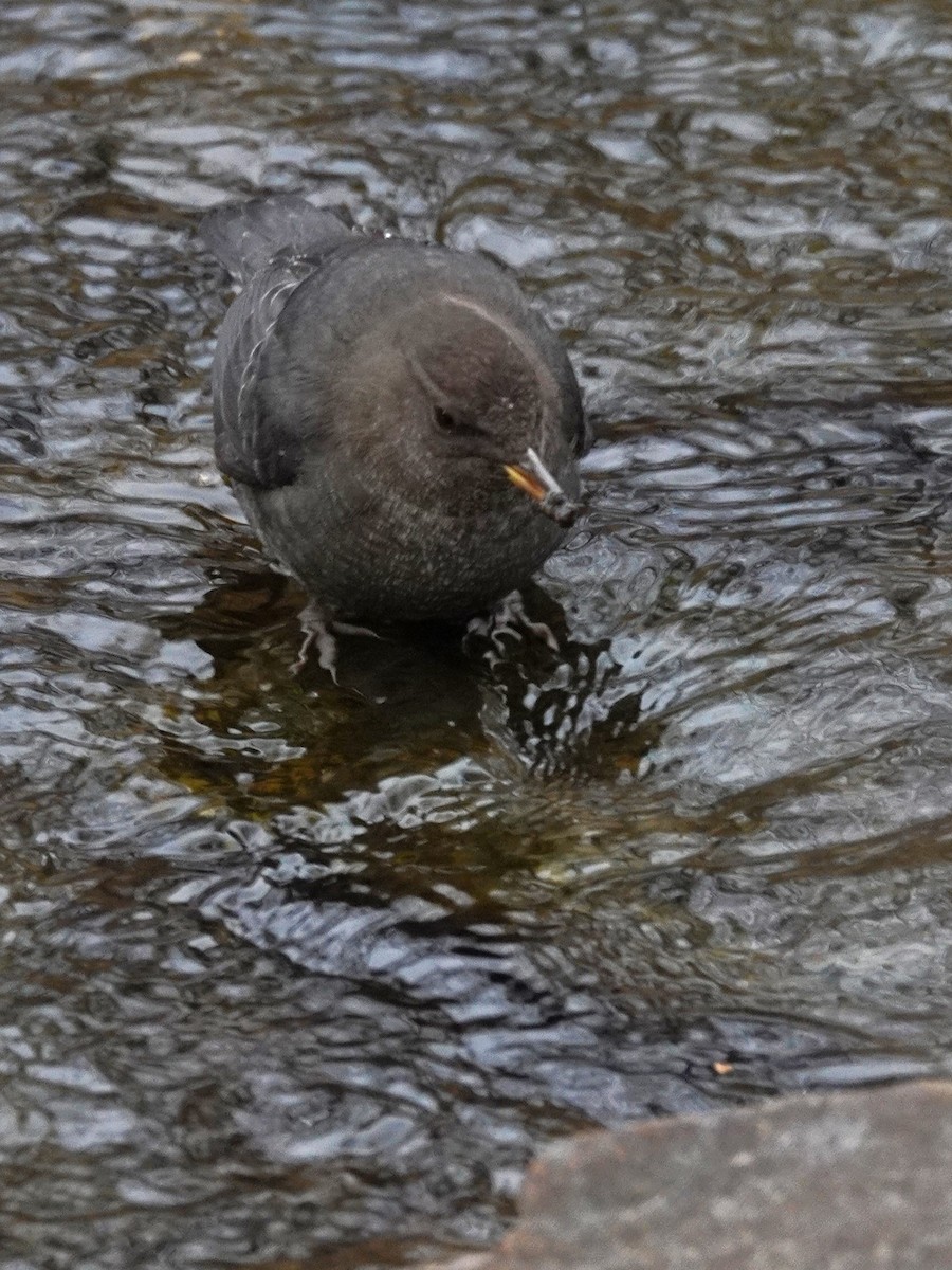 Ur-zozo iparramerikarra - ML645284748