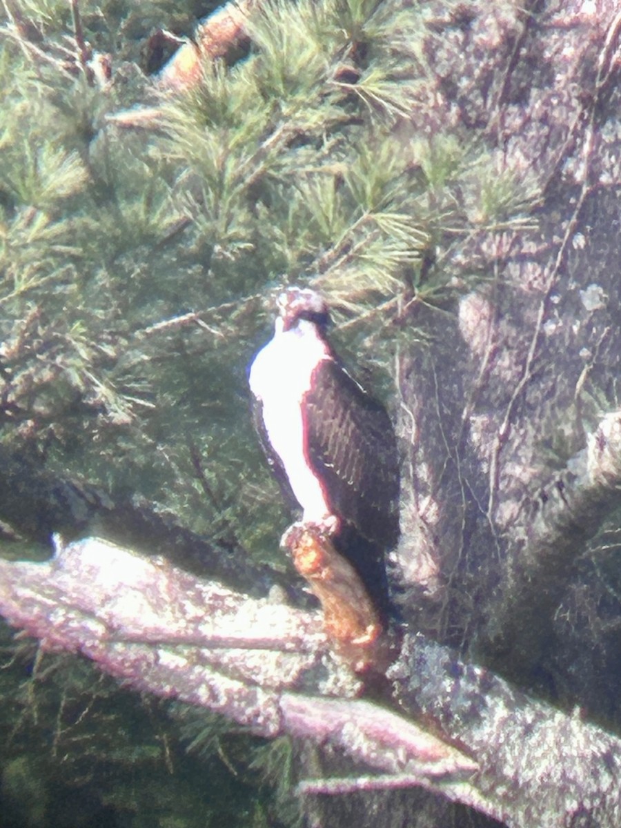 Osprey - ML645284753