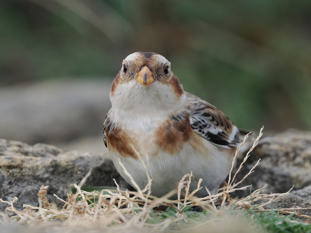 Elur-berdantza - ML645284754