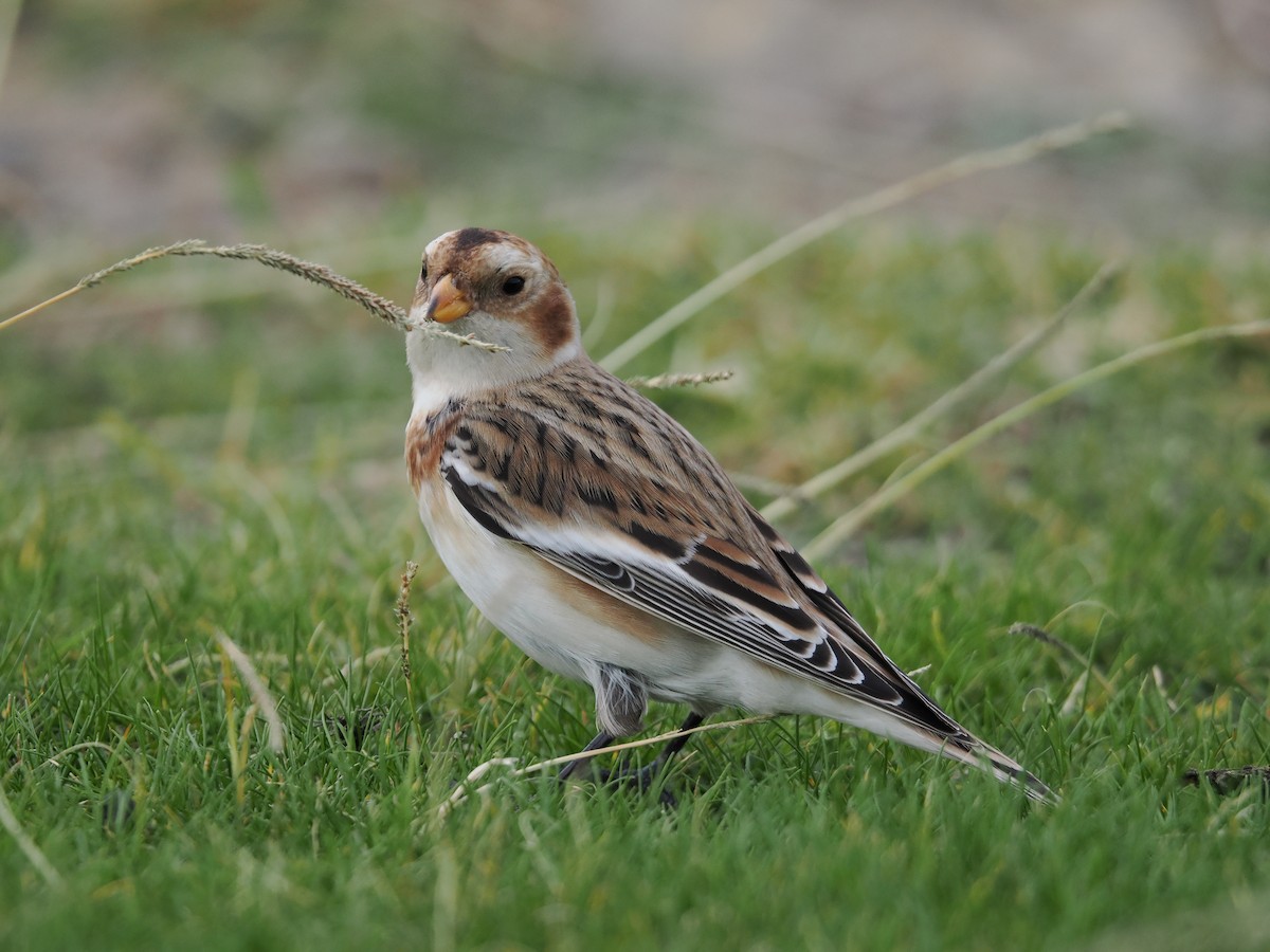 Elur-berdantza - ML645284755