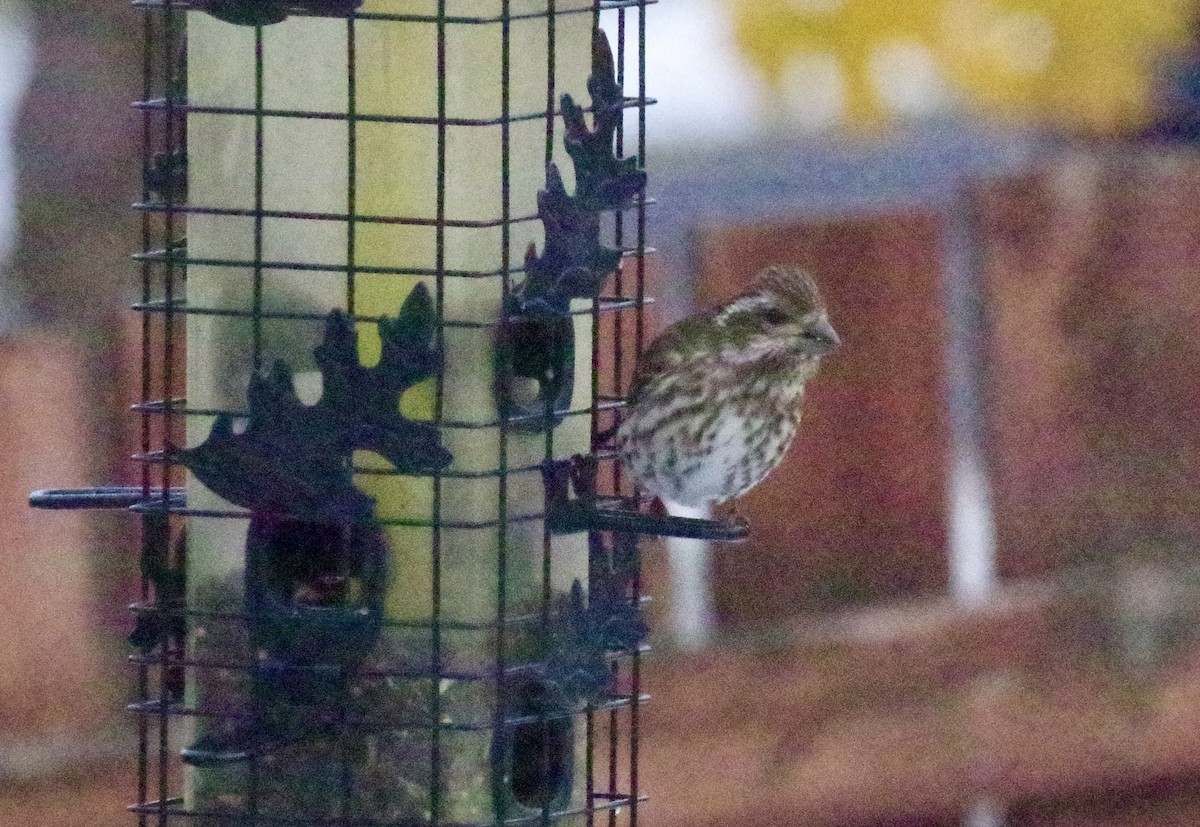 Purple Finch - ML645284757
