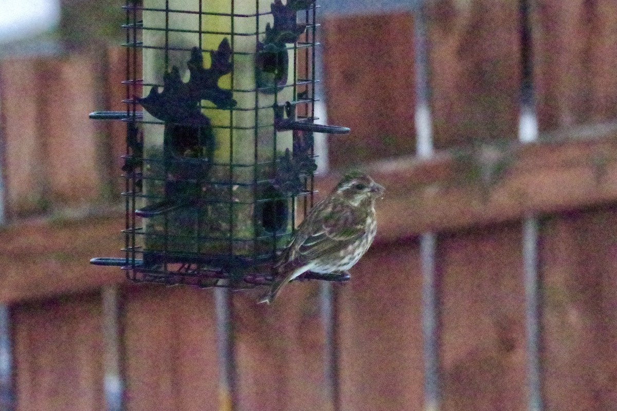 Purple Finch - ML645284758
