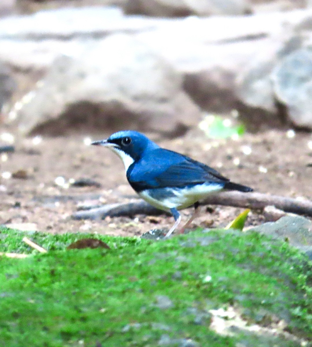 Siberian Blue Robin - ML645284760
