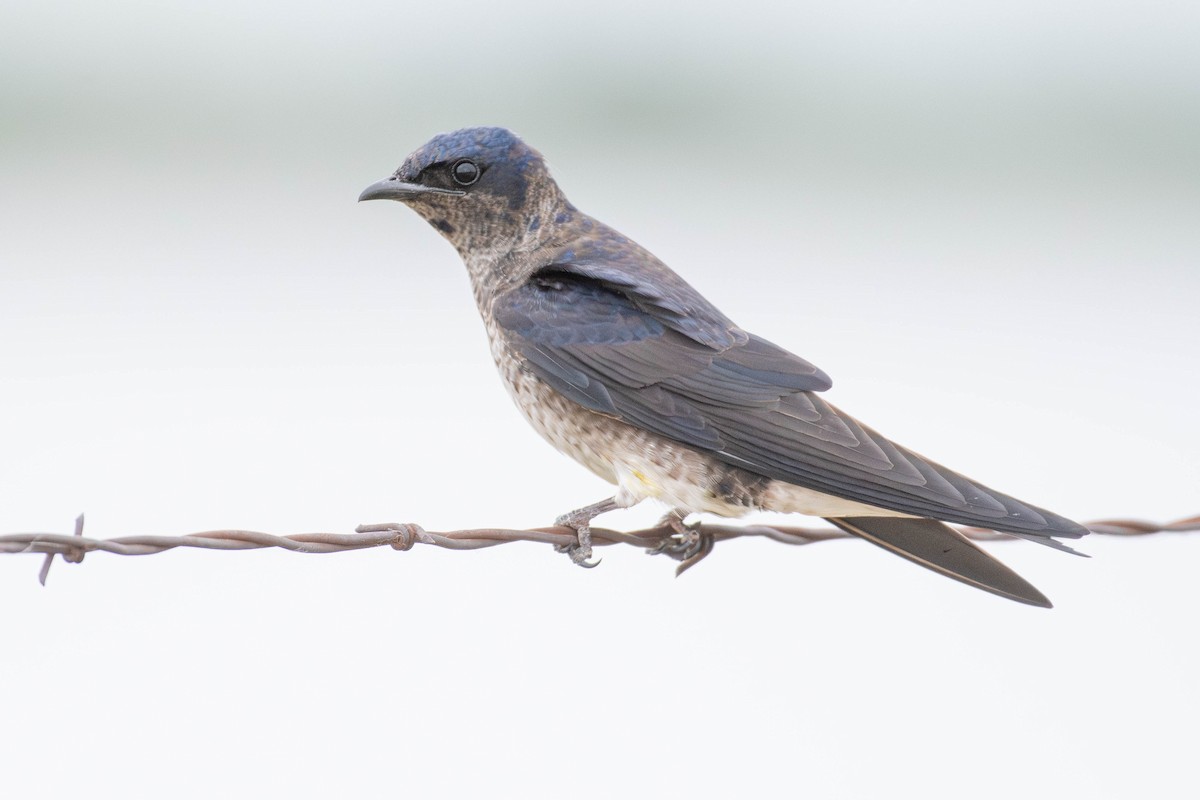 Purple Martin - ML645284775