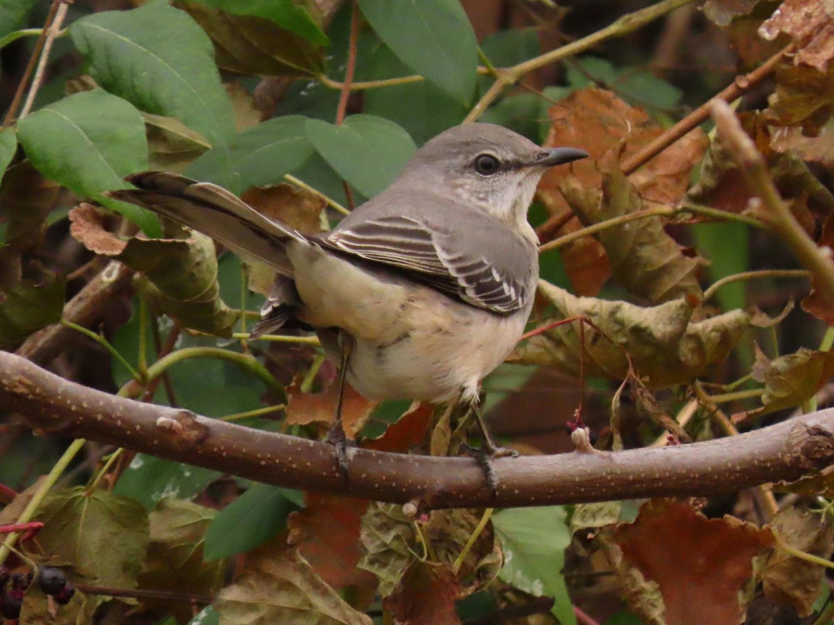 Northern Mockingbird - ML645284781