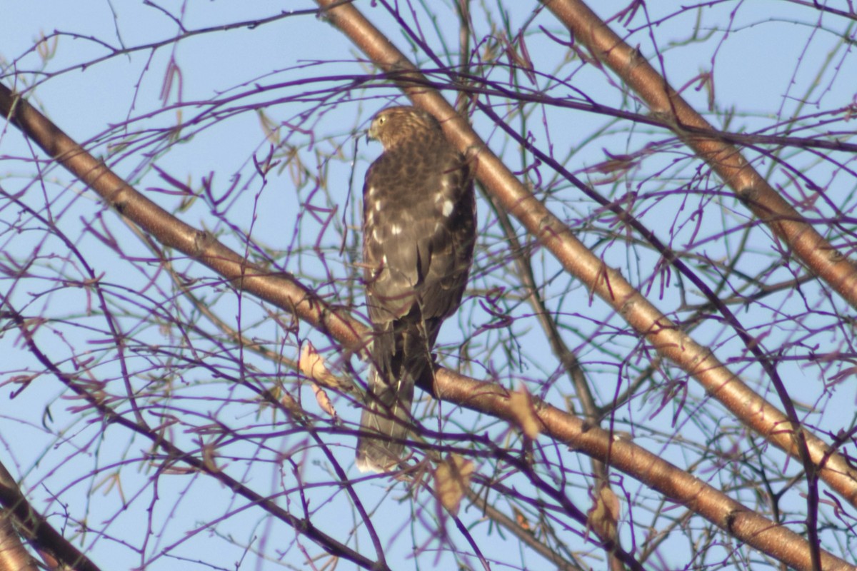 Cooper's Hawk - ML645284790