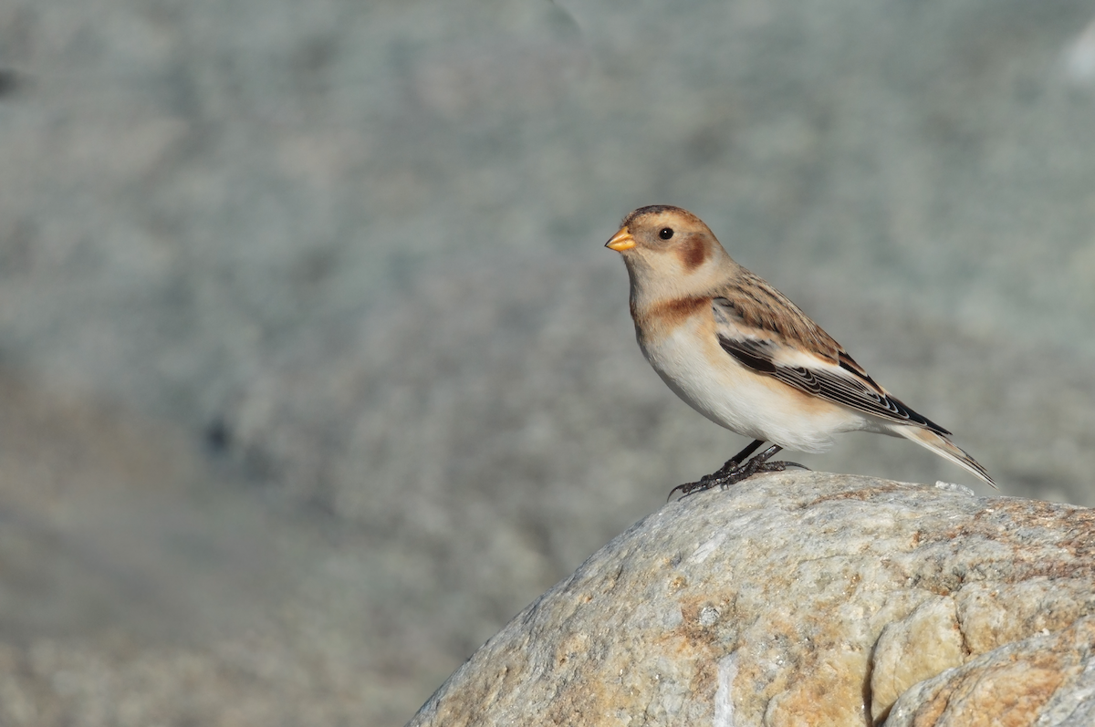 Snow Bunting - ML645284791