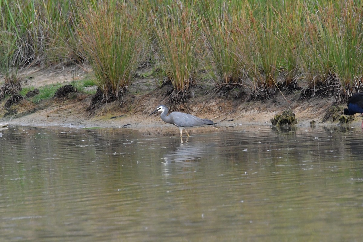 Weißwangenreiher - ML645284795