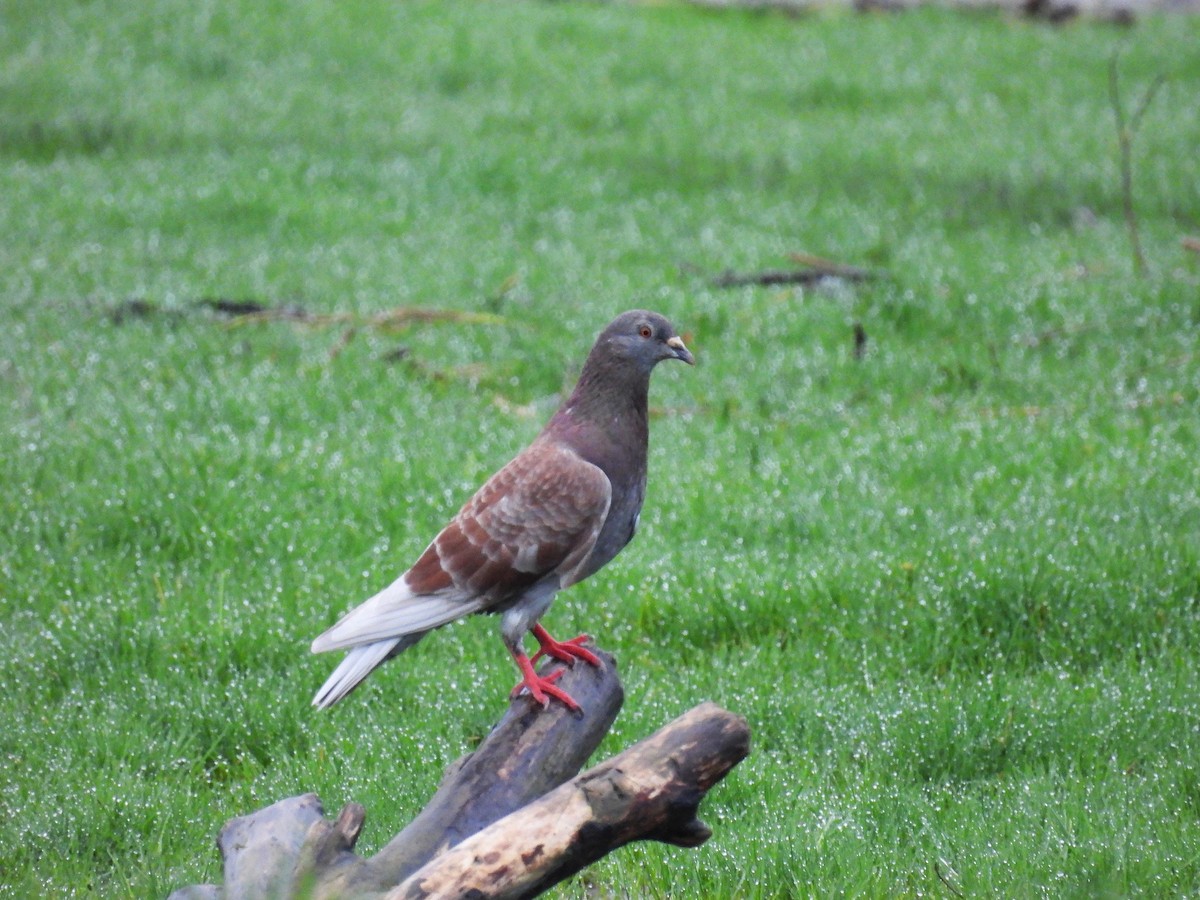 Kaya Güvercini (evcil tip) - ML645284805