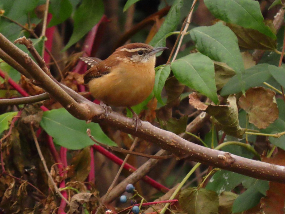 Carolina Wren - ML645284813