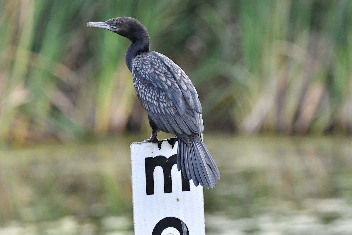 Schwarzscharbe - ML645284817