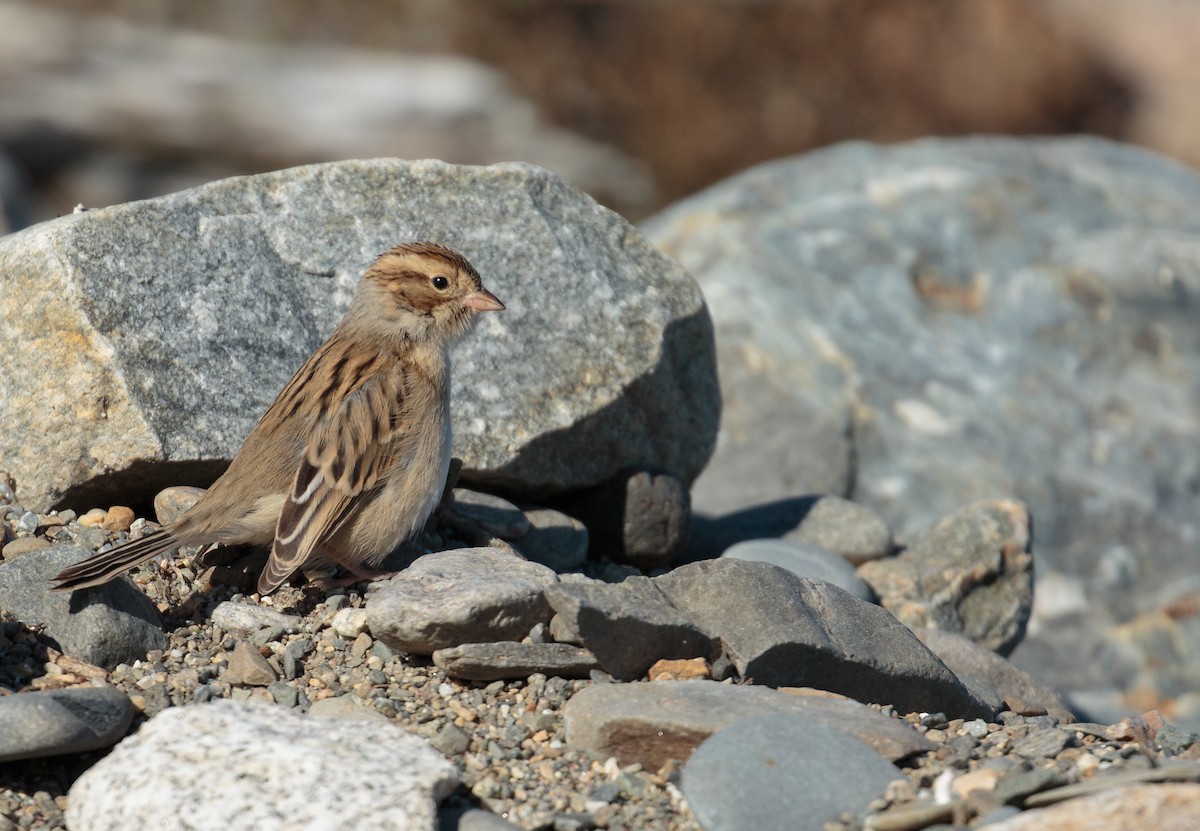 Clay-colored Sparrow - ML645284821