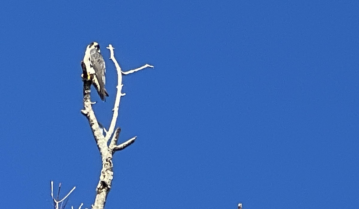 Peregrine Falcon - ML645284825